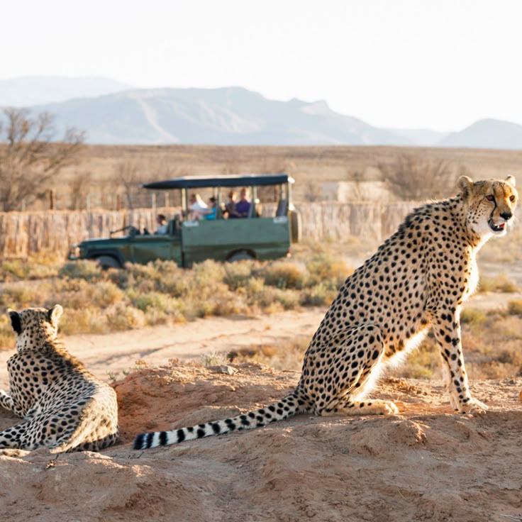 The First-Timer’s Guide to an African Safari: What to Expect, Plan, and Experience