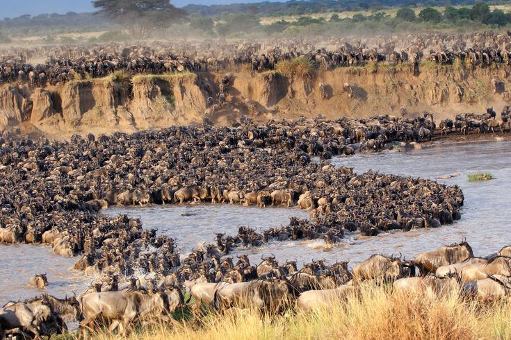 The Great Migration Explained: When and Where to Witness Nature’s Greatest Spectacle