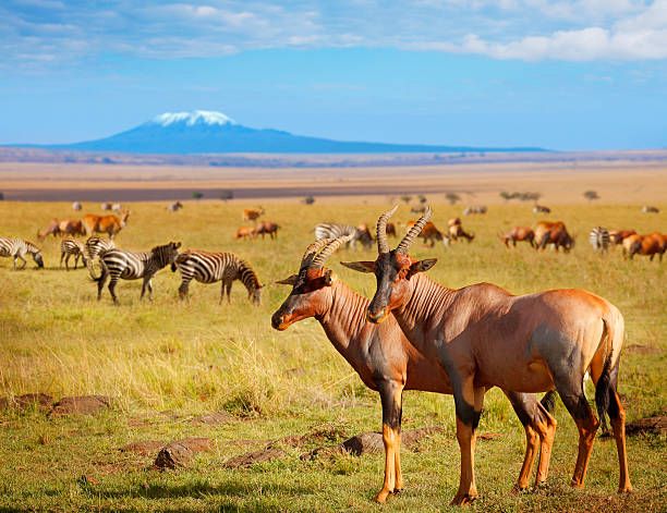 The Majestic Amboseli Elephant Expedition