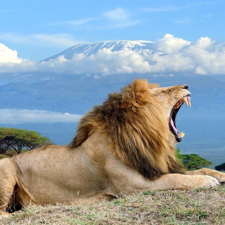 Safari Highlight