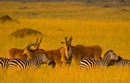 The Great Maasai Mara Wildlife Adventure