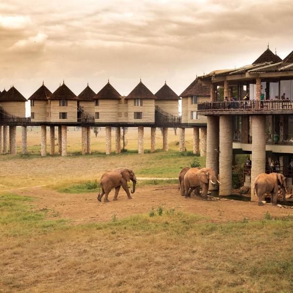 Safari Highlight