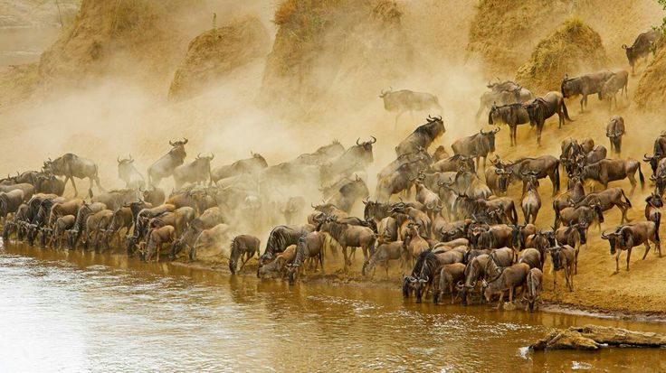 The Wildebeests Migration Safari – Group Joining Safari 2026