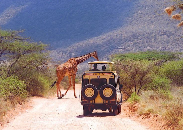 Safari Highlight
